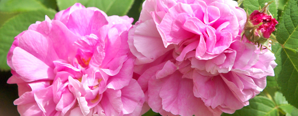 ローズ・アブソリュート