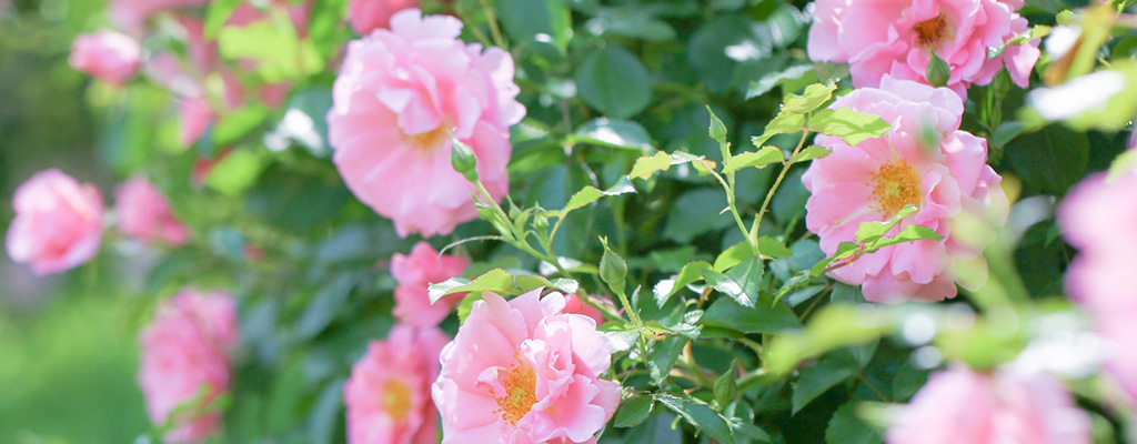 ローズ・アブソリュート